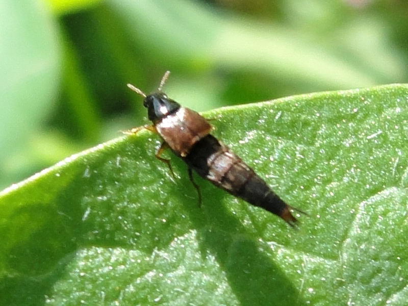 Staphylinidae non identificato